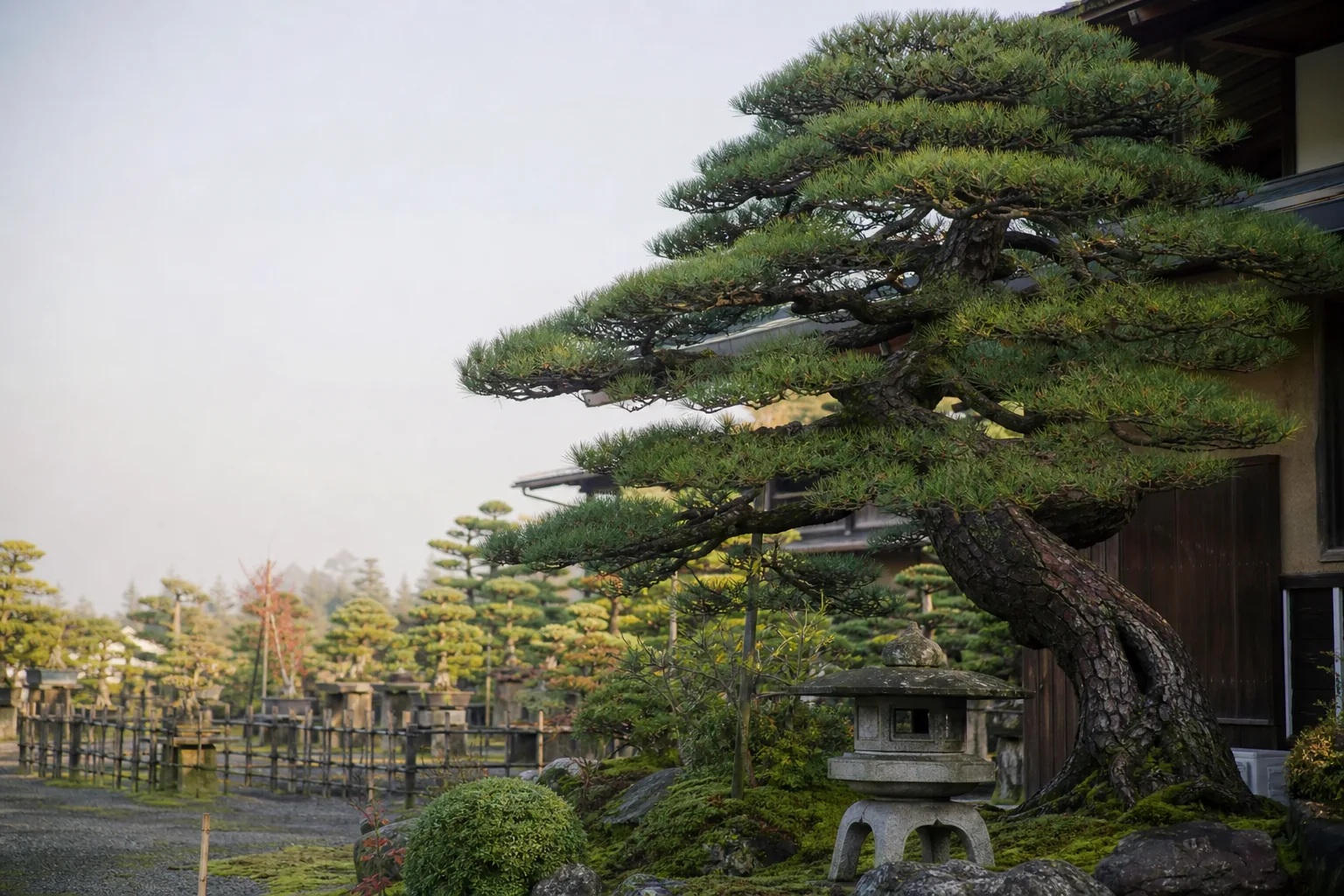 Sculpted Japanese black pine in a traditional garden nursery
